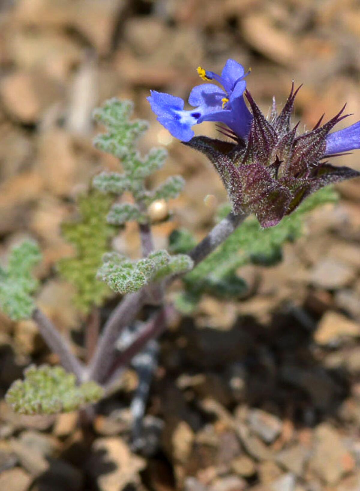 A blue flower, known as Salvia columbaria, blooms 