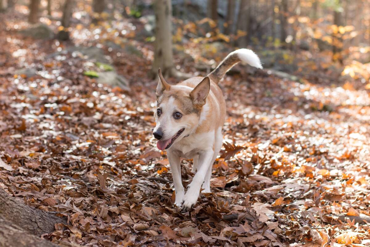 Sandy, a mixed-breed mutt, scampers in a wooded area.