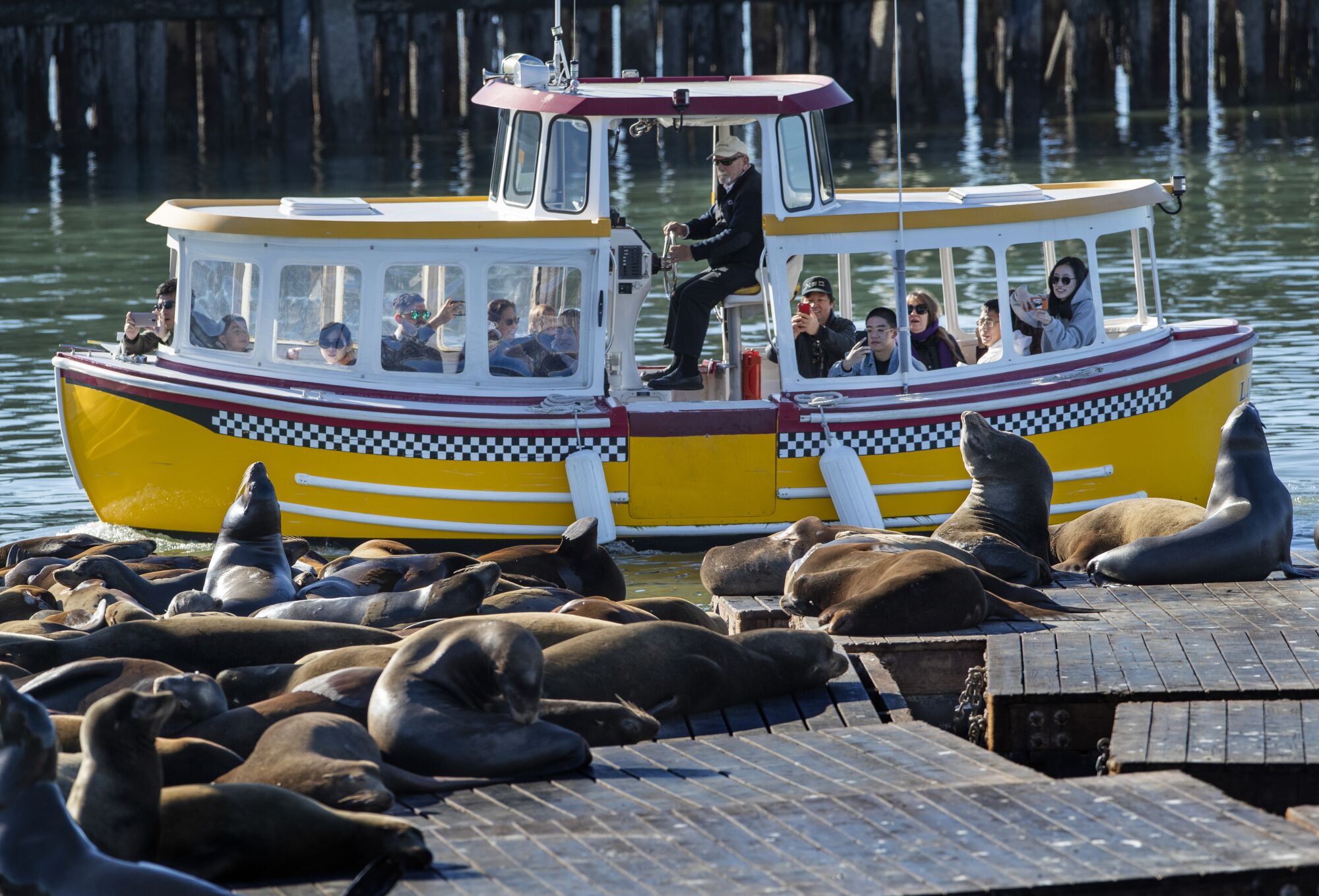 A tour boat offers passengers a close-up look at California sea lions on the docks at Pier 39. After teetering on extinction, the species has made one of the most impressive recoveries of all marine mammals.