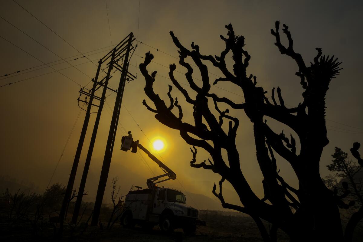 A worker on a crane fixes power lines to the left of a tree.