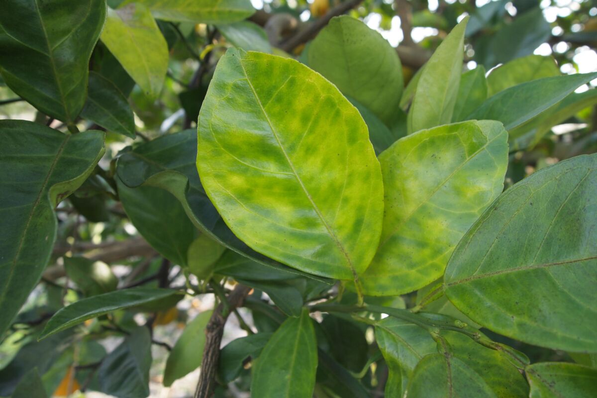 Blotchy mottle is a typical symptom on citrus leaves infected by Huanglongbing, a deadly citrus disease.