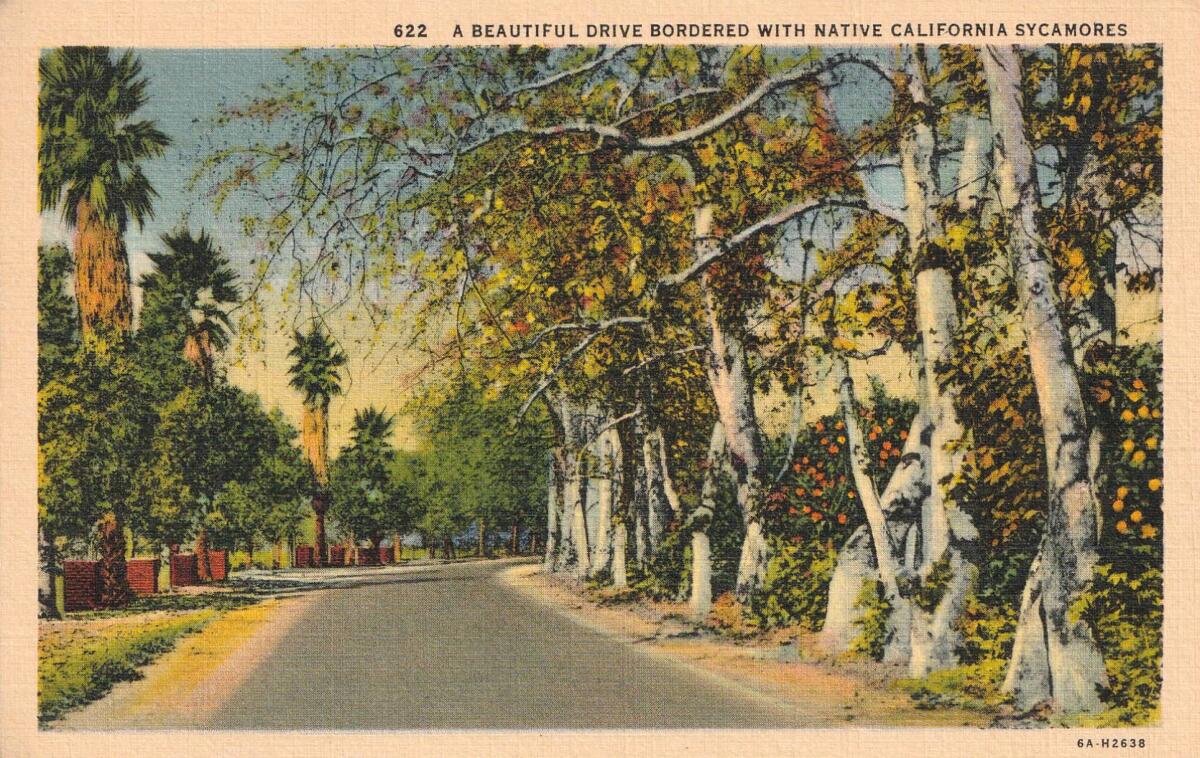 An historical postcard from the collection of Patt Morrison: Native sycamores