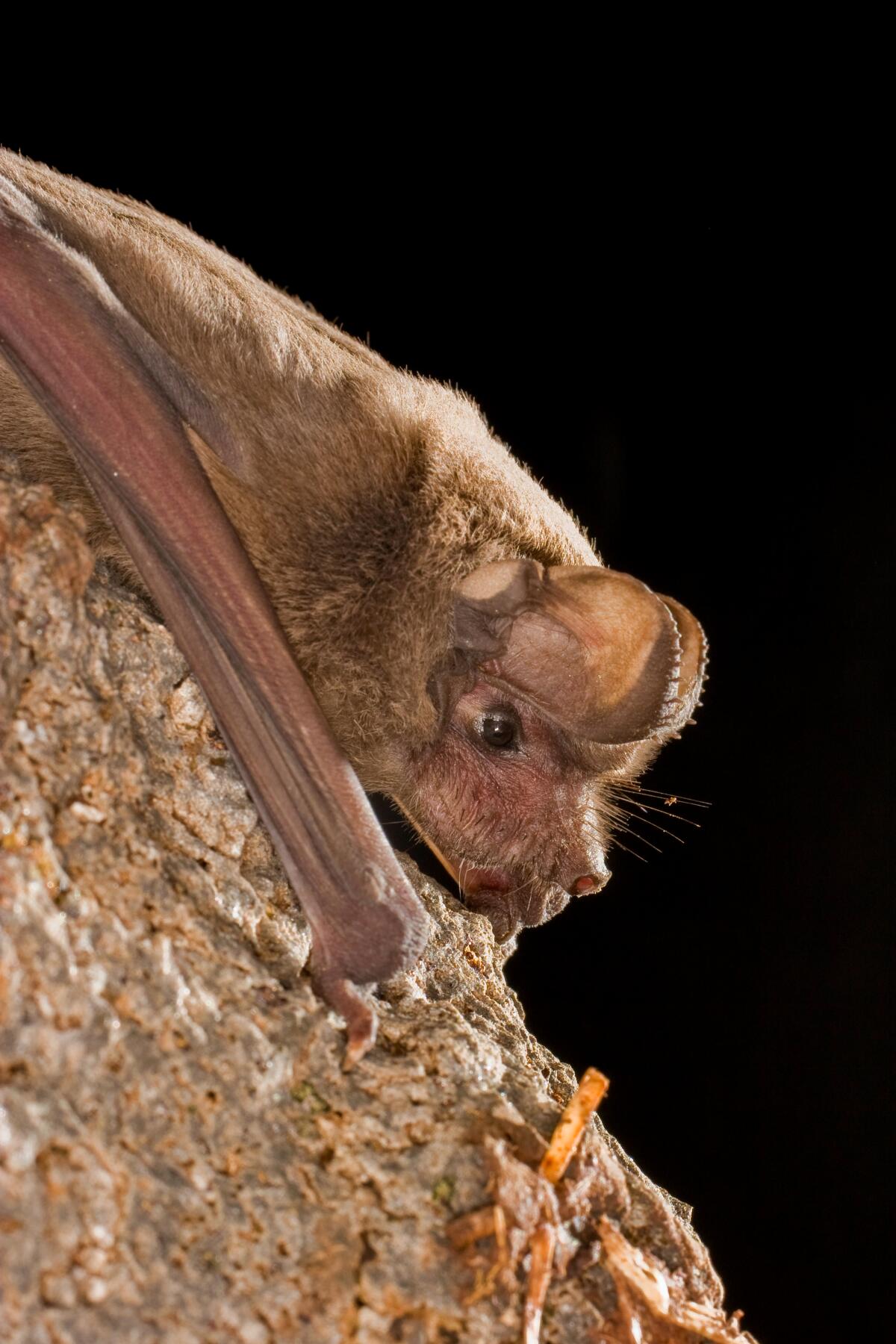 A Mexican free-tailed bat roosting at night.