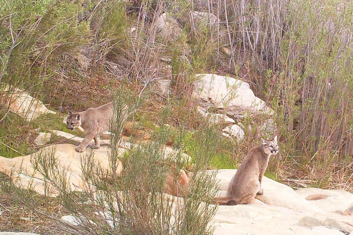 A motion camera catches mountain lions in Joshua Tree National Park.