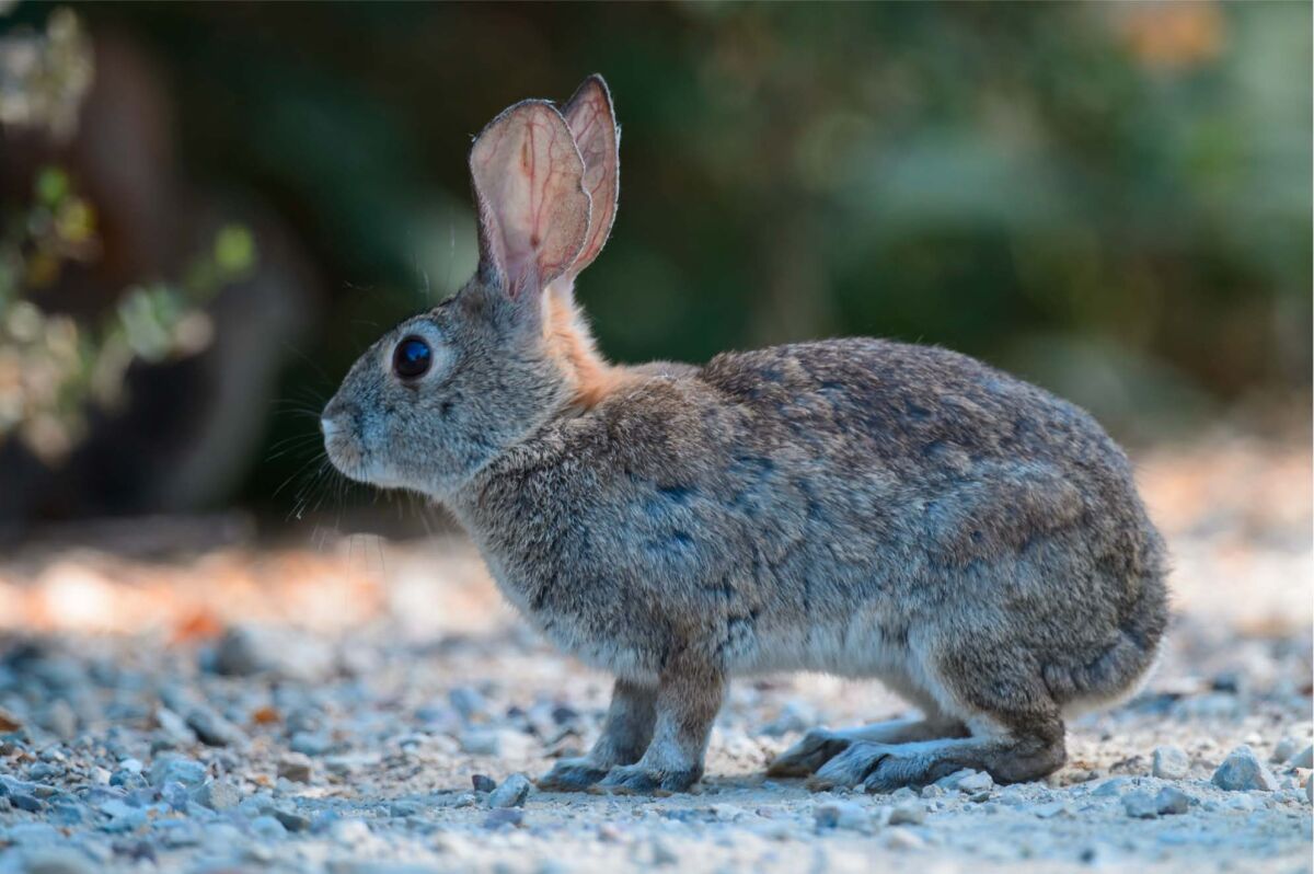 Two wild rabbits found dead in Ramona were confirmed to have the rabbit hemorrhagic disease virus 2 (RHDV2) infection. 
