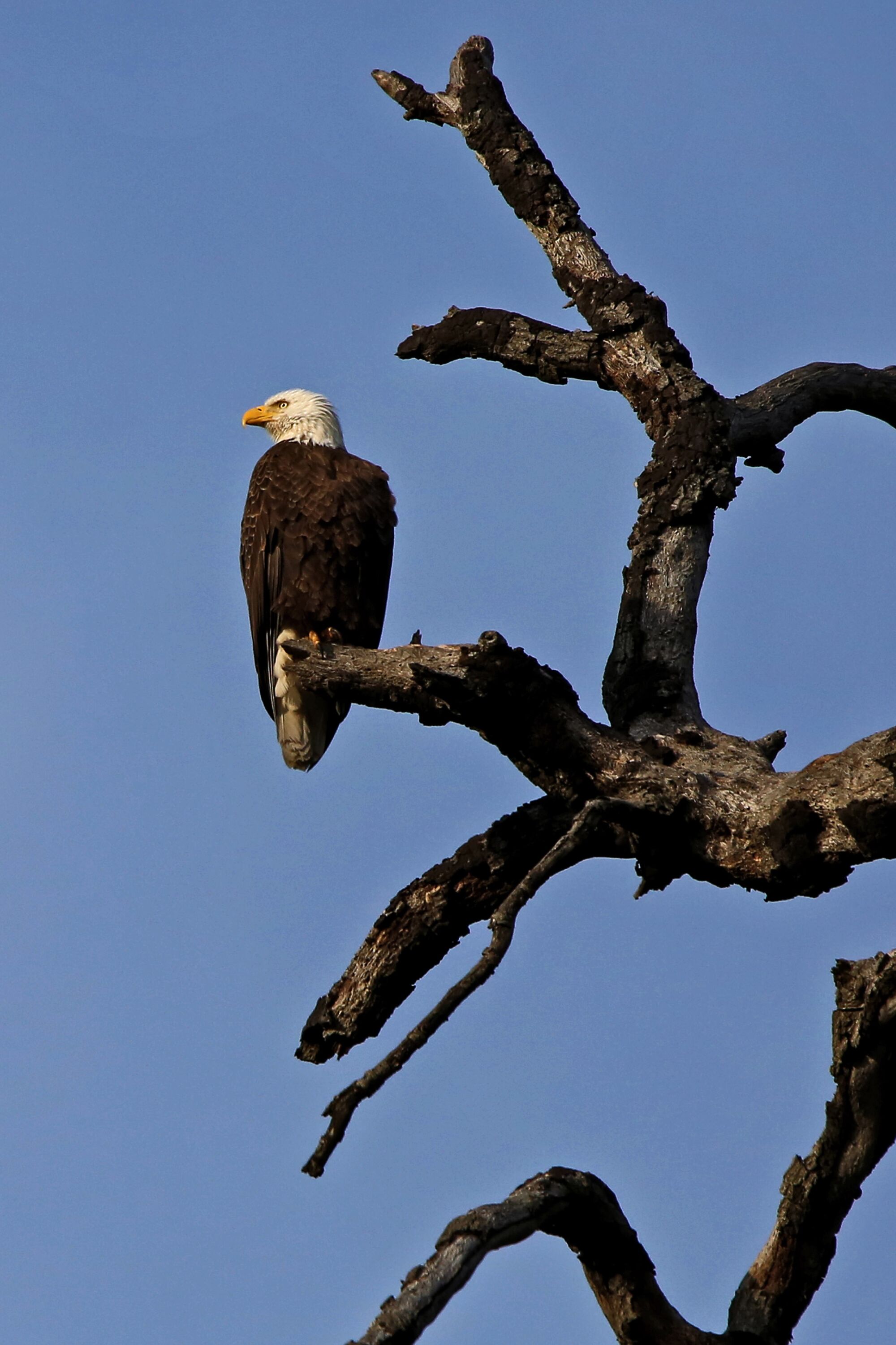 Bald eagles