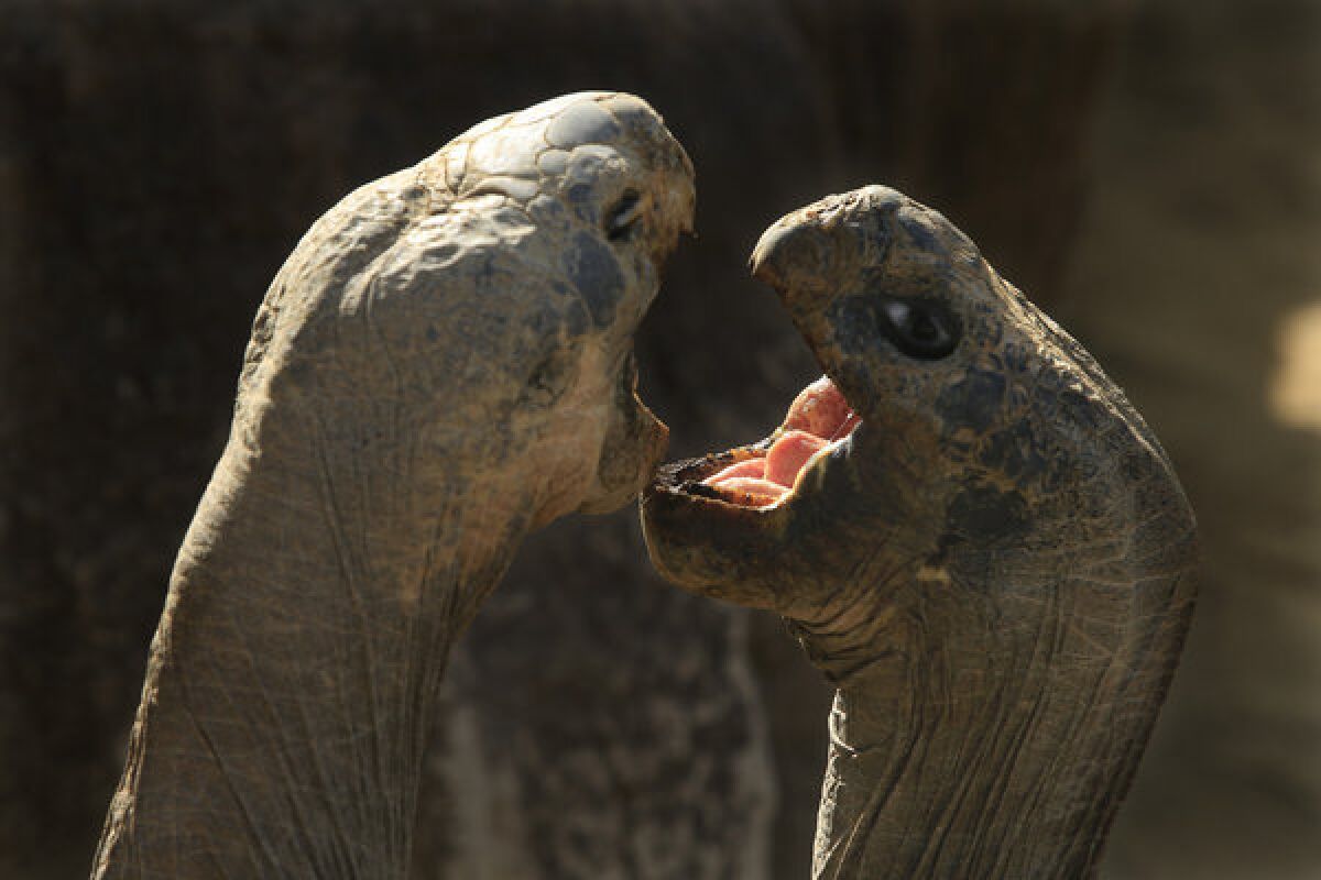 At the San Diego Zoo, two Galapagos tortoises square off in a contest for dominance. These giants are the zoo's oldest residents.