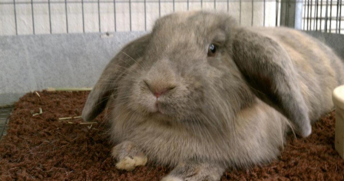 the san diego union tribune