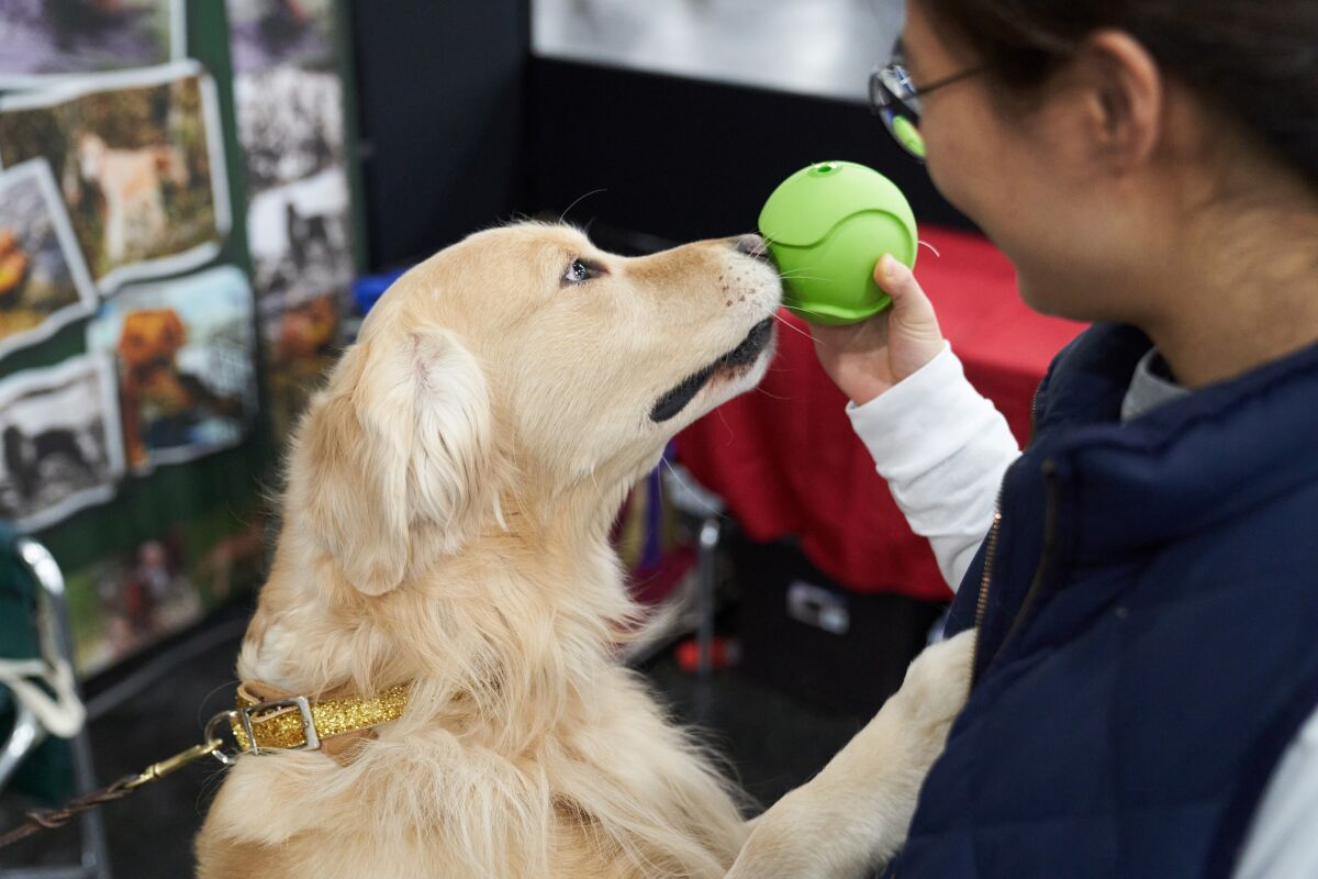 A golden retriever represents its breed at the American Kennel Club’s 2020 event in New York.