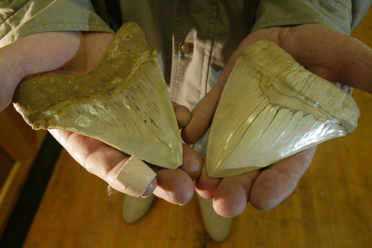 Bob Ernst displays shark teeth fossils at the Buena Vista Museum of Natural History in Bakersfield. Ersnst owns Shark Tooth Hill, where he has gathered thousands of fossils near Bakersfield.