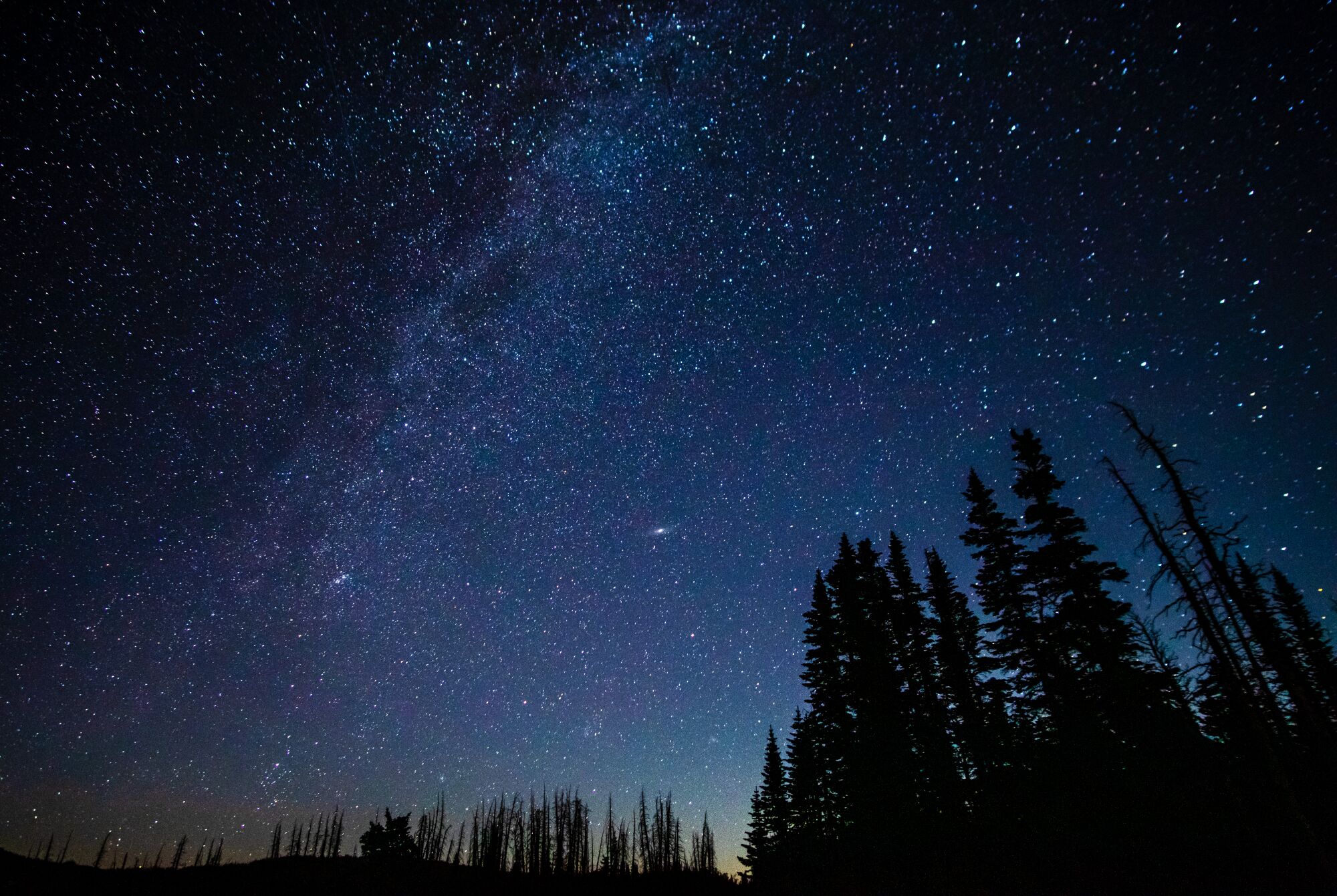 A northern starscape behind silhouettes of cedar trees at Cedar Breaks National Monument in Utah.