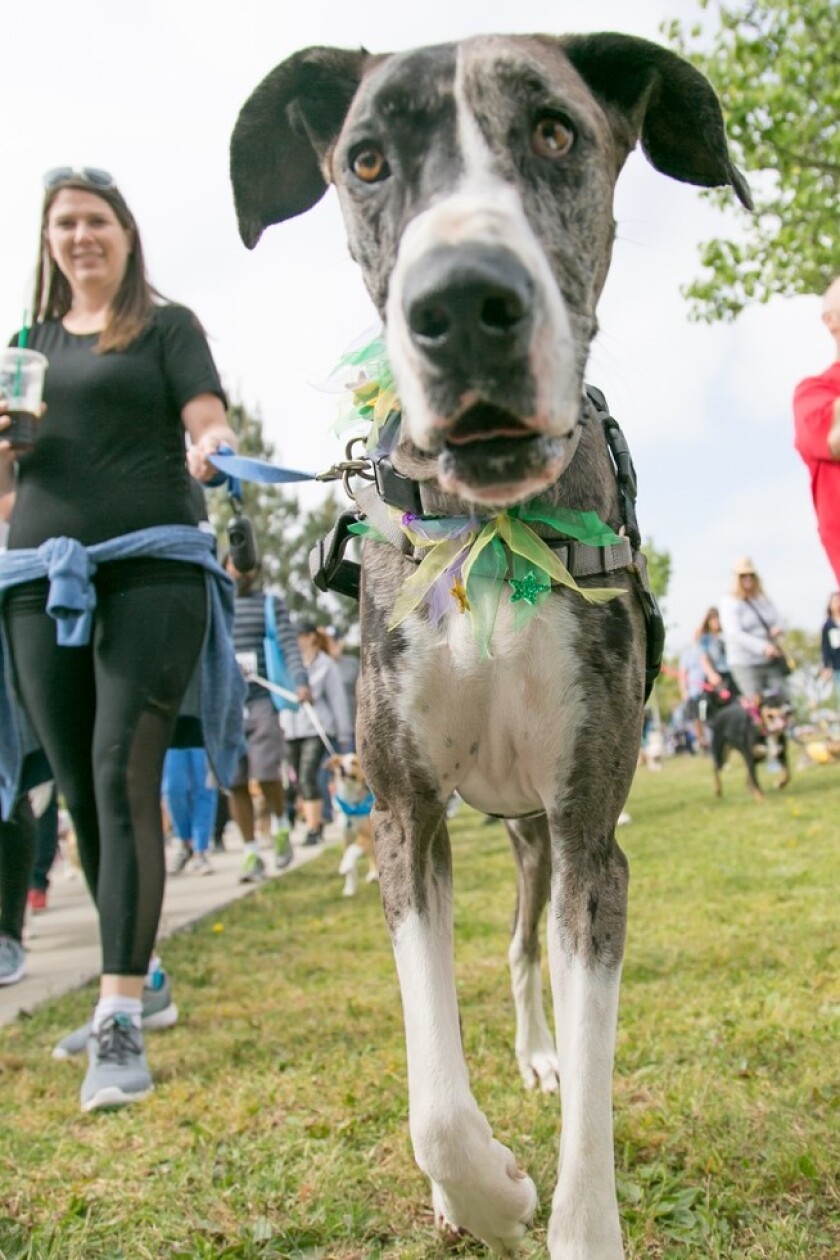 The San Diego Humane Society Walk for Animals—North County