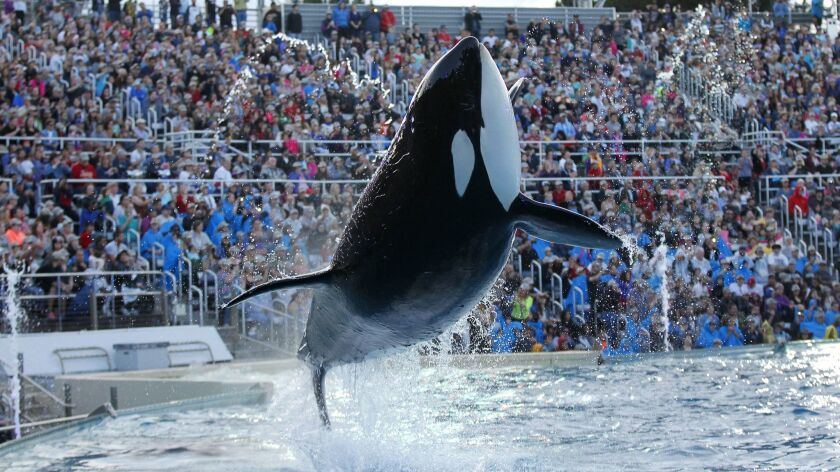 Seaworld And Its Ex Ceo To Pay 5 Million To Settle Blackfish Related Sec Charges Los Angeles Times