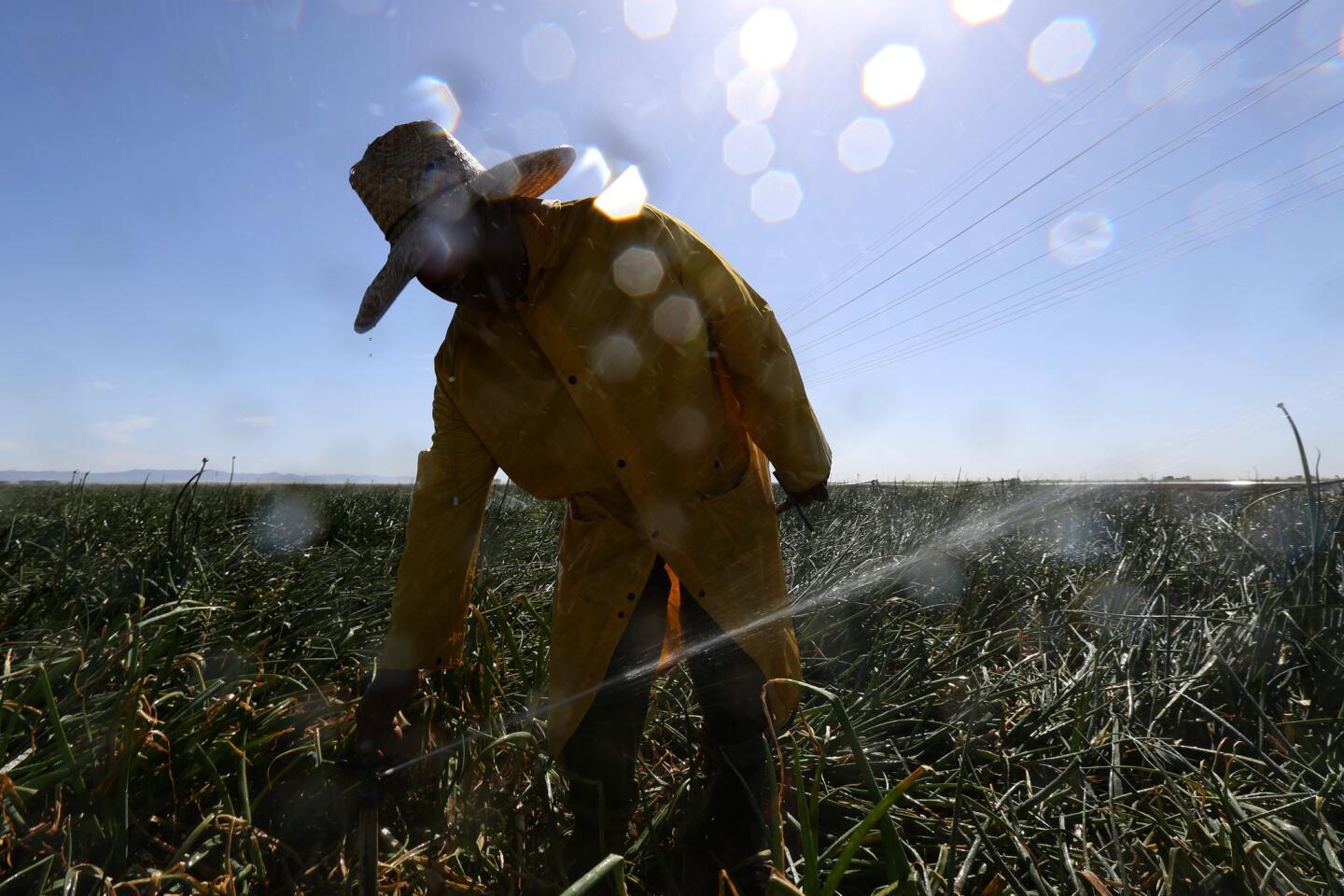 Water reigns in the Imperial Valley