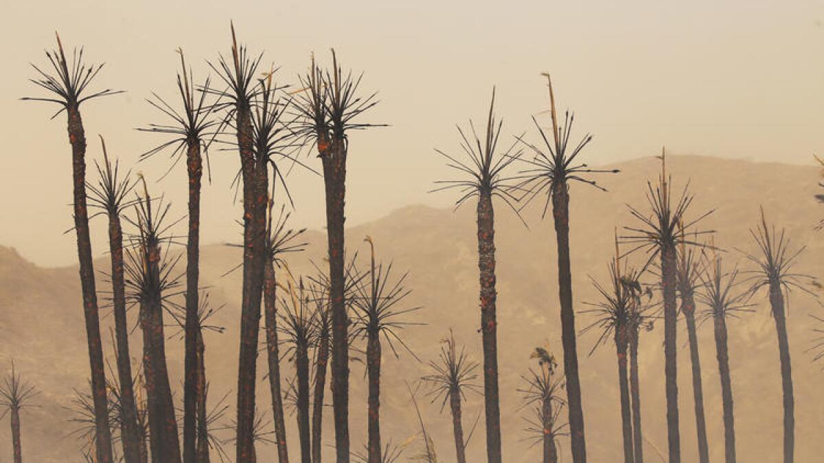 Burned palm trees are left standing between the 101 Freeway and Faria Beach as the Thomas fire reaches the Pacific Ocean.