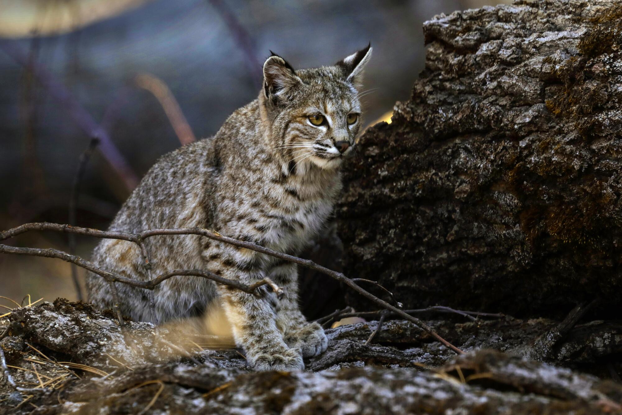 A young bobcat hunts for a meal in Yosemite Valley on April 11, 2020. 