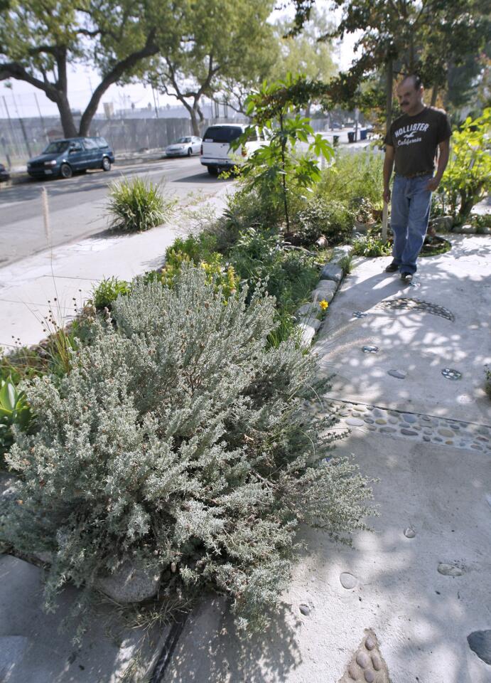 Photo Gallery: Drought-tolerant plants in Burbank home's front yard