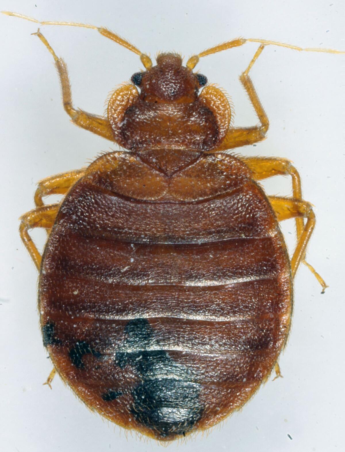 A bedbug