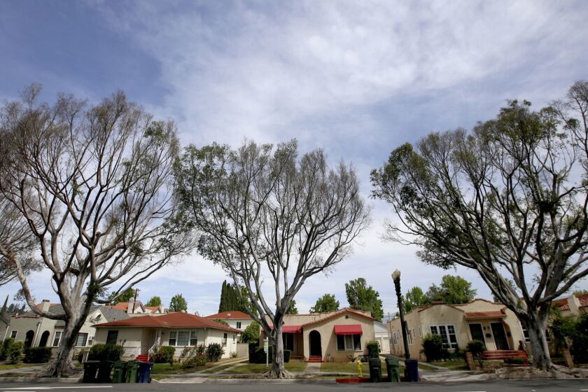 ALHAMBRA, CA APRIL 25, 2017: According to Los Angeles County plant pathologist Jerrold Turney the trees on Main Street in Alhambra are ficus trees and are show symptoms of the botryosphaeria canker in Alhambra, CA April 25, 2017. (Francine Orr/ Los Angeles)