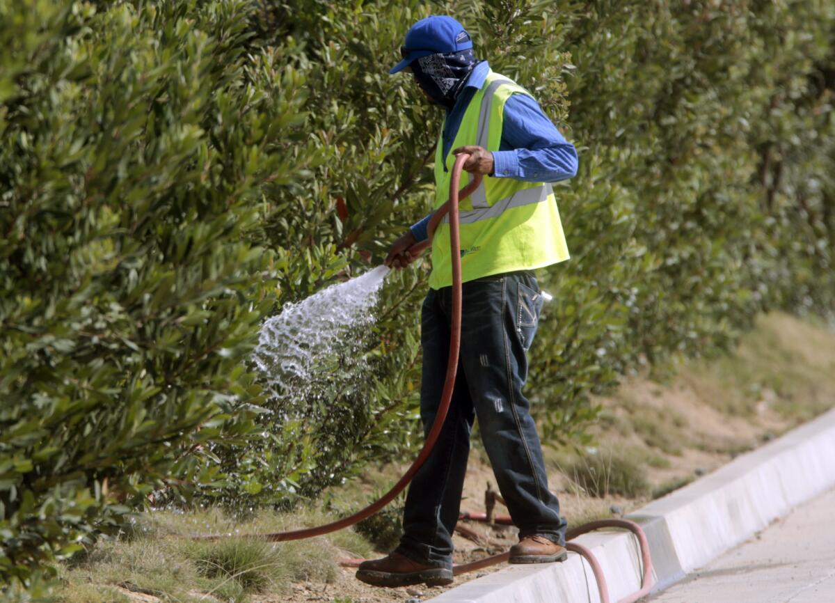 Landscape crews hand water the shrubs along MacArthur Blvd. surrounding the City Hall complex in Newport Beach on April 3, 2015.
