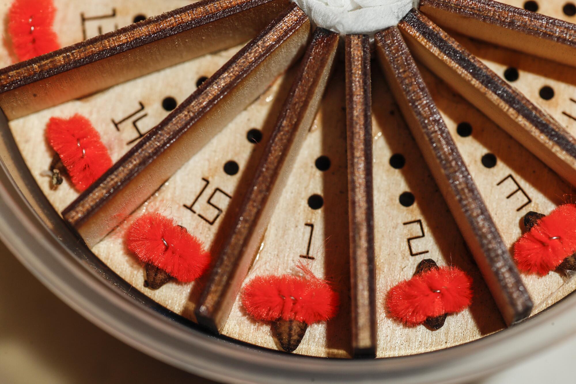 A numbered wheel with a pupa and a strip of pipe cleaner in each section.