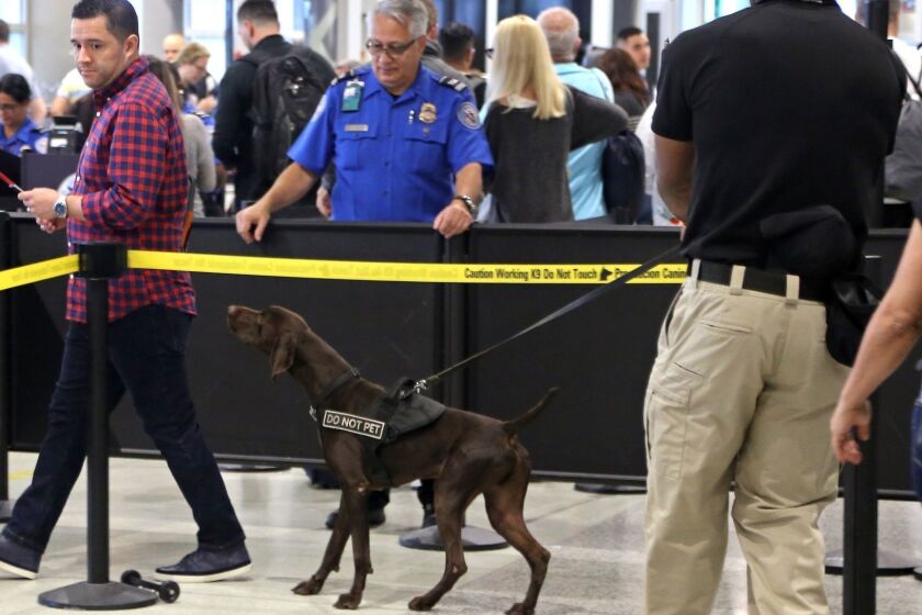 TSA officer Cedric Belvin and German short-hair pointer Angus search departing passengers for explosives at Miami International Airport, Concourse J, South TSA checkpoint on Nov. 21, 2018 in Miami. TSA handled MIA holiday passenger traffic well by using sniffing dogs and letting everyone keep their shoes and electronic on their person. (Carl Juste/Miami Herald/TNS) ** OUTS - ELSENT, FPG, TCN - OUTS **