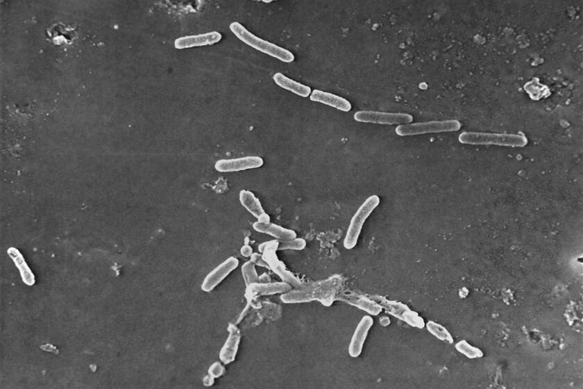 This scanning electron microscope image made available by the Centers for Disease Control and Prevention shows rod-shaped Pseudomonas aeruginosa bacteria. According to a report published Thursday, Jan. 20, 2022, in the medical journal Lancet, antibiotic-resistant germs caused more than 1.2 million deaths globally in one year, according to new research that suggests that so-called “superbugs” have joined the ranks of the world’s leading infectious disease killers. (Janice Haney Carr/CDC via AP)