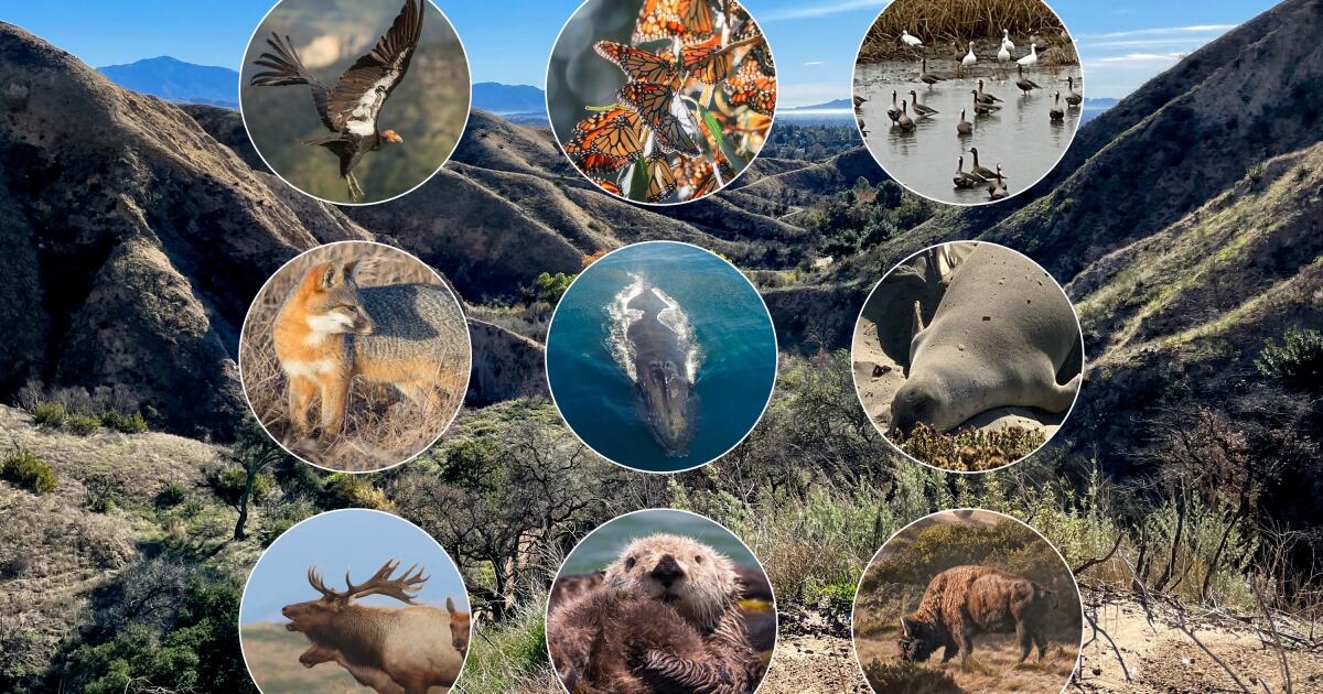 10 endroits en Californie pour observer la faune dans son habitat naturel