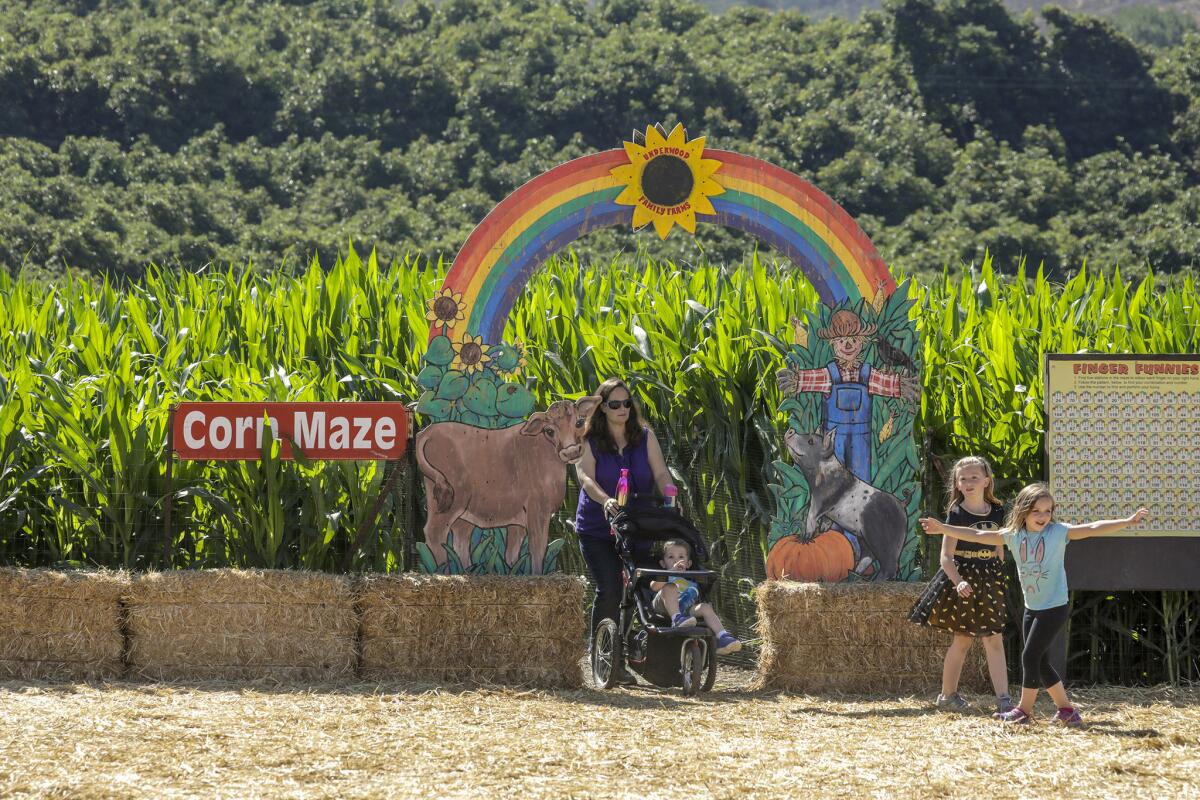 Adults and kids can let their imagination run wild in this maze of corn stalks at the 21st Annual Fall Harvest Festival held at Underwood Family Farms in Moorpark.