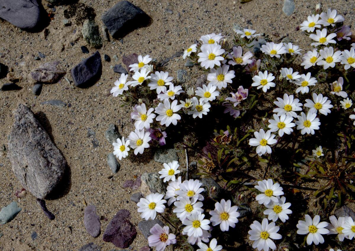 Forget-me-nots bloom in a dry wash at the Desert Lily Sanctuary near Desert Center.