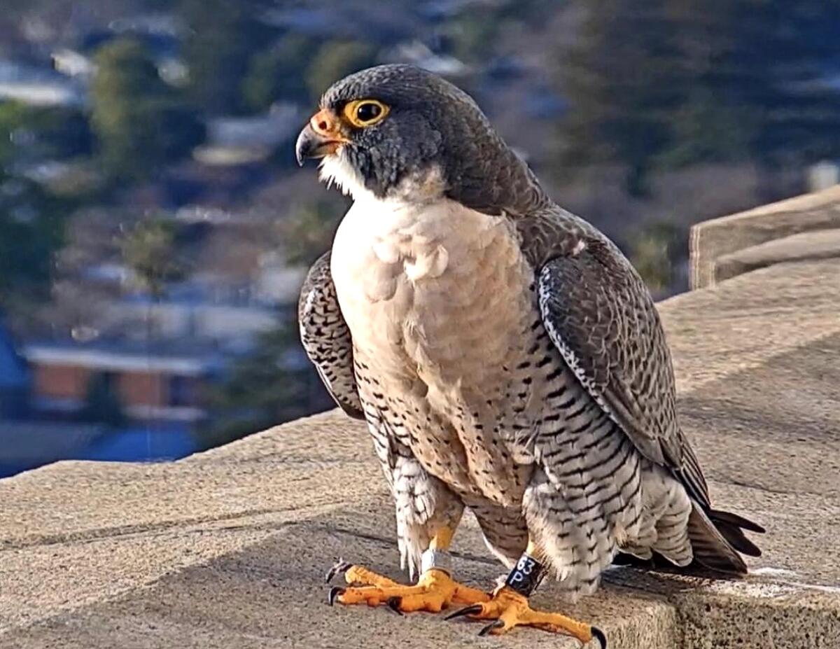 A bird perched on a ledge