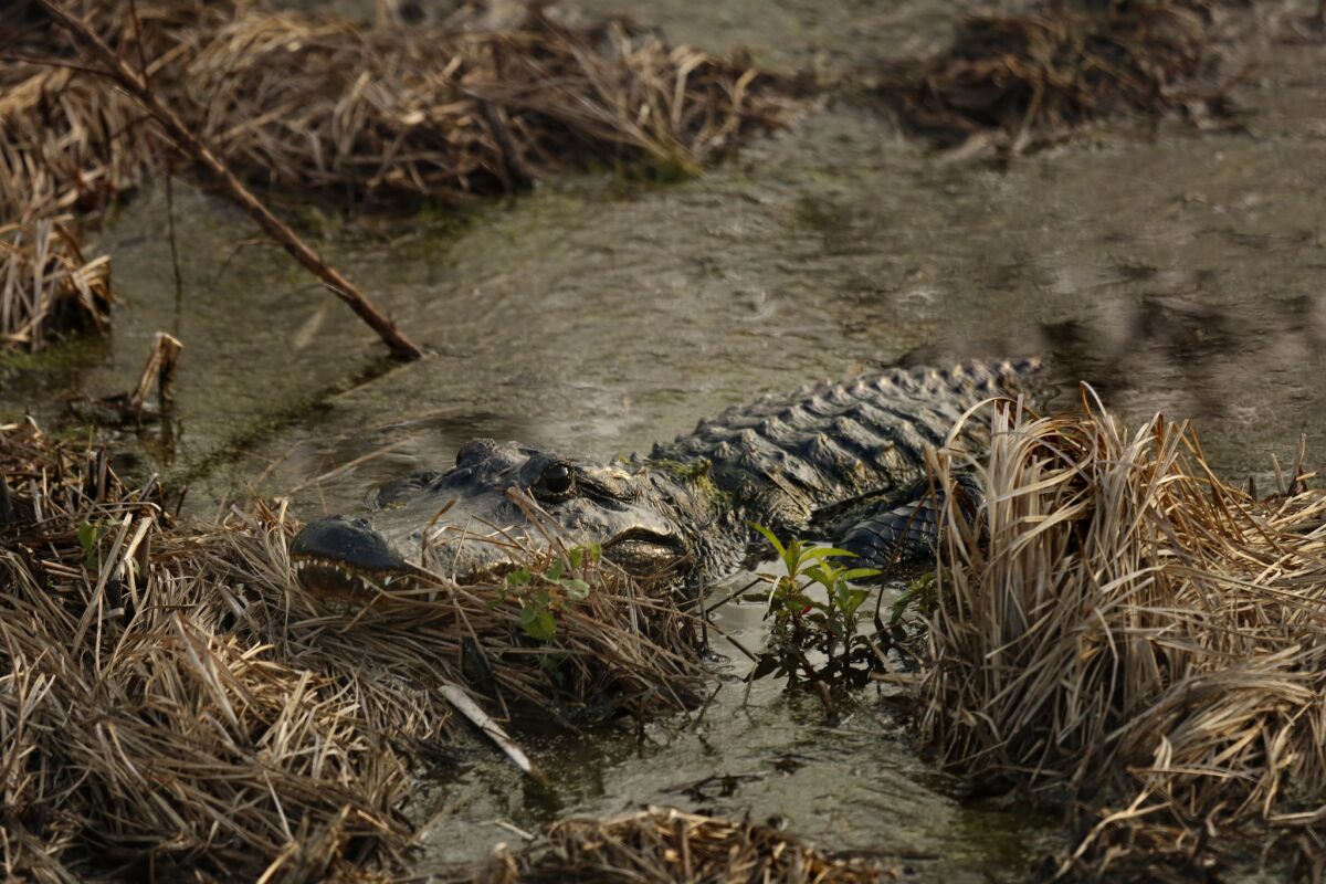 An American alligator in the Florida Everglades.