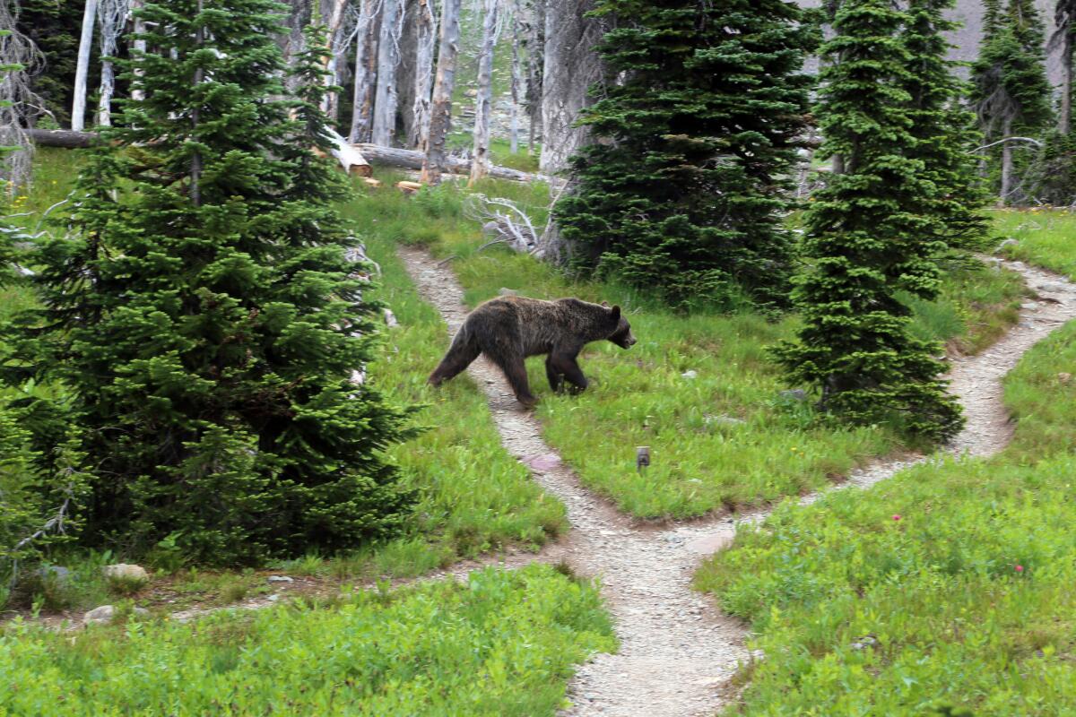 A grizzly bear walks through a backcountry campsite in Montana's Glacier National Park.