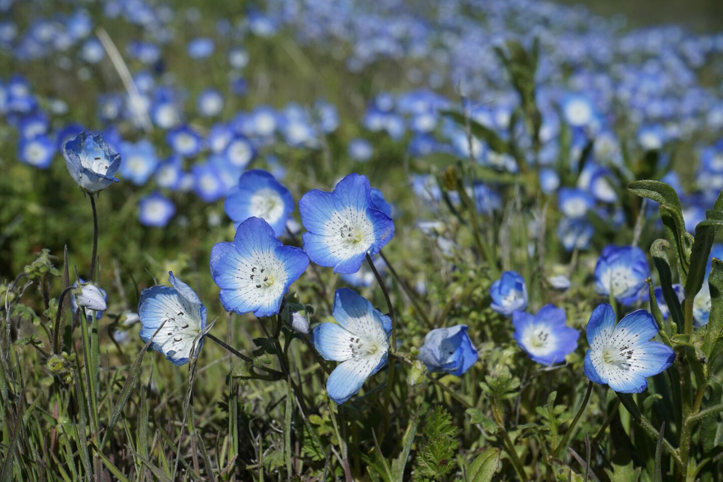 Wildflowers known as baby blue eyes are in abundance. They're among California's 7,000 species and varieties of native plants, according to the state Fish and Wildlife Department.