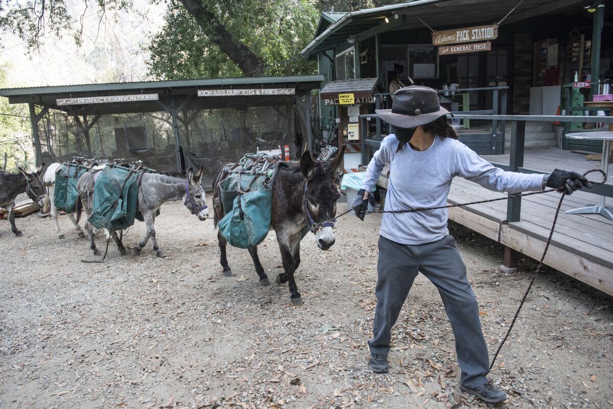 Henry Lomas leads a pack of donkeys at Adam's Pack Station back to their barn.