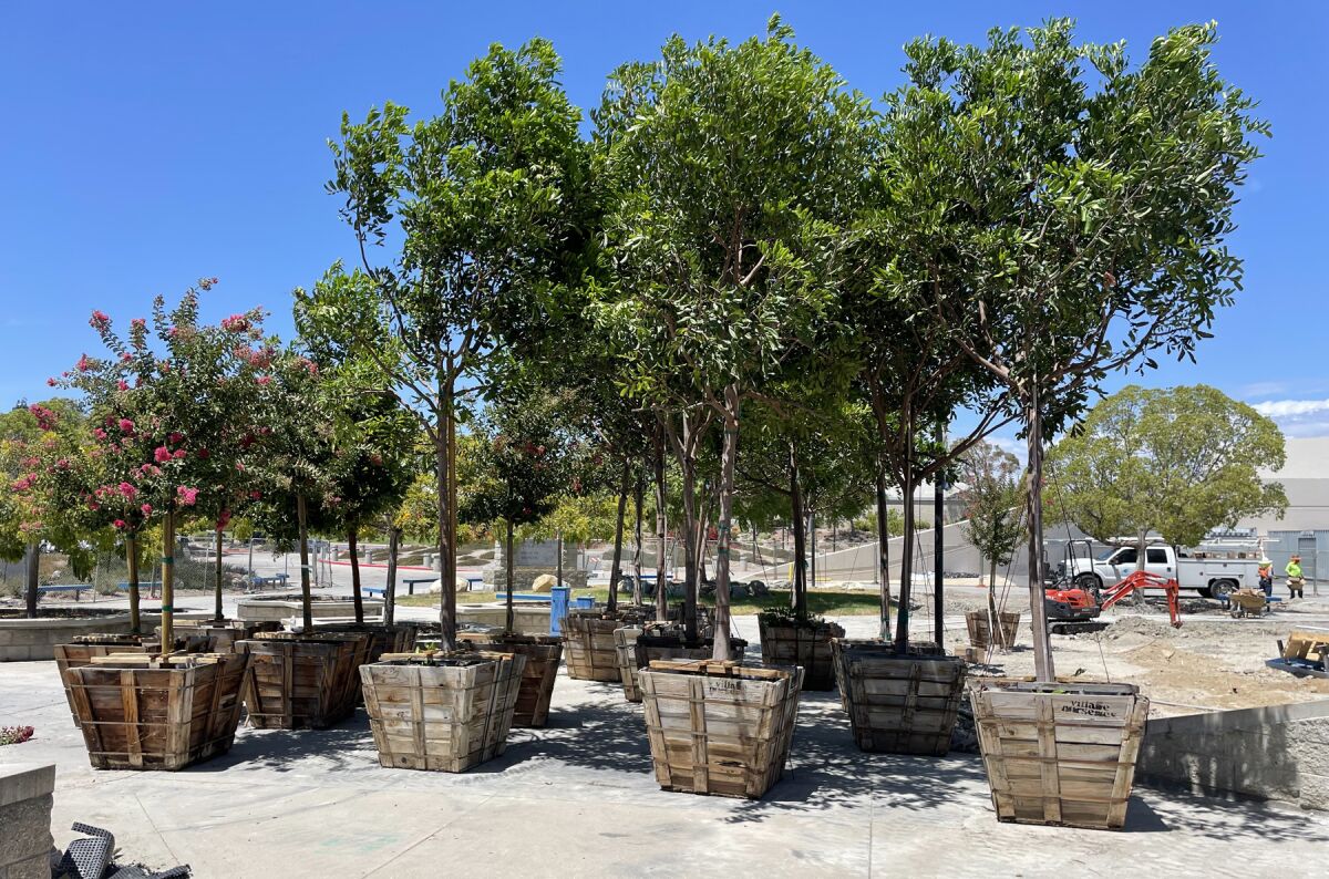 Some of the 80-plus shade trees to be planted at Rancho Bernardo High last week.