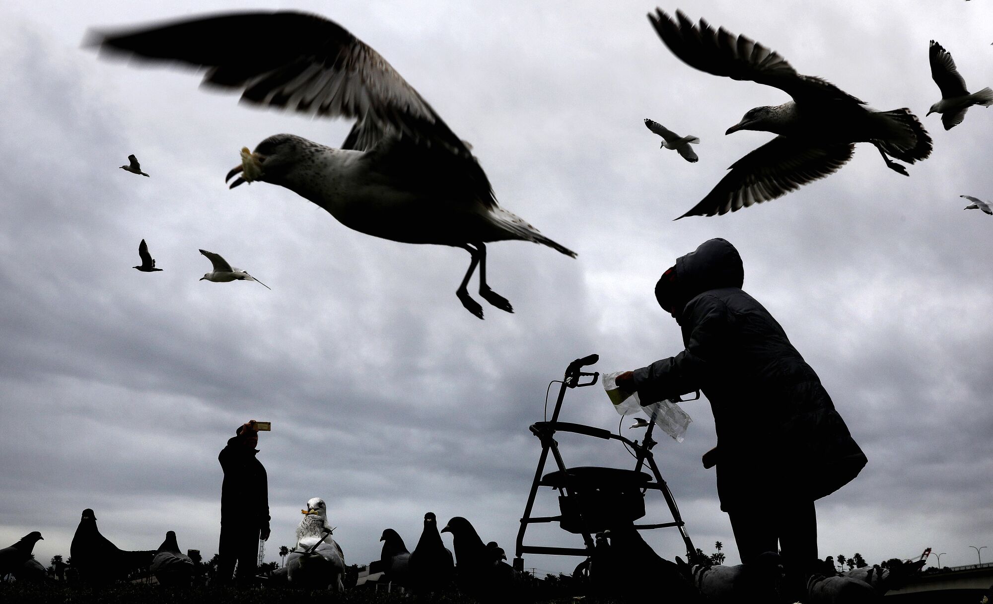 Seen in silhouettes against cloudy, dark-grey sky, two people feed swarming seagulls.  
