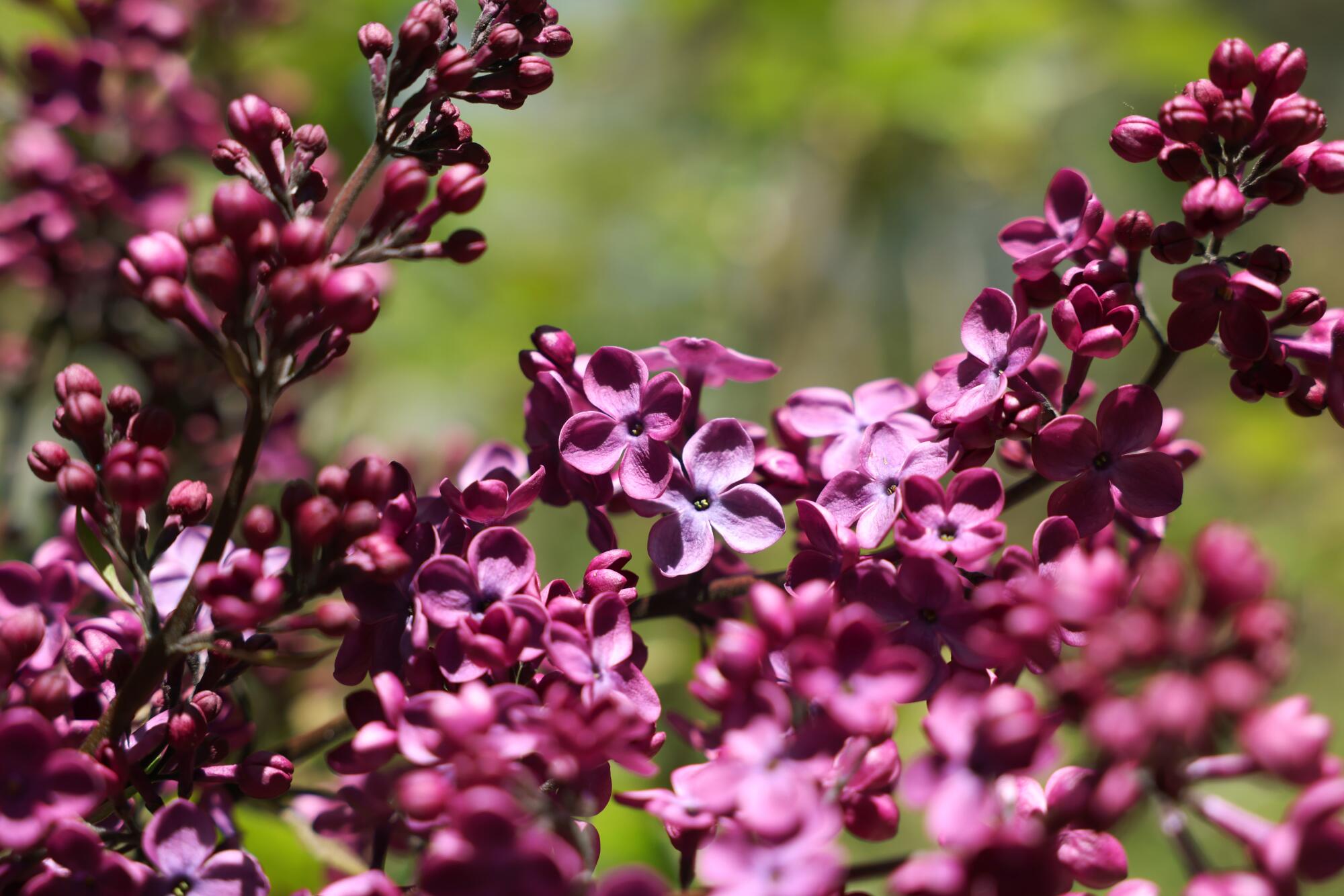 Purple lilac flowers at Idyllwild Lilac Gardens