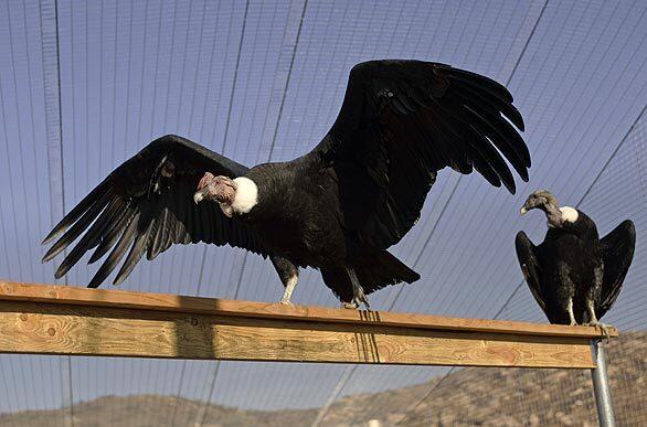 Condor spreads his wings