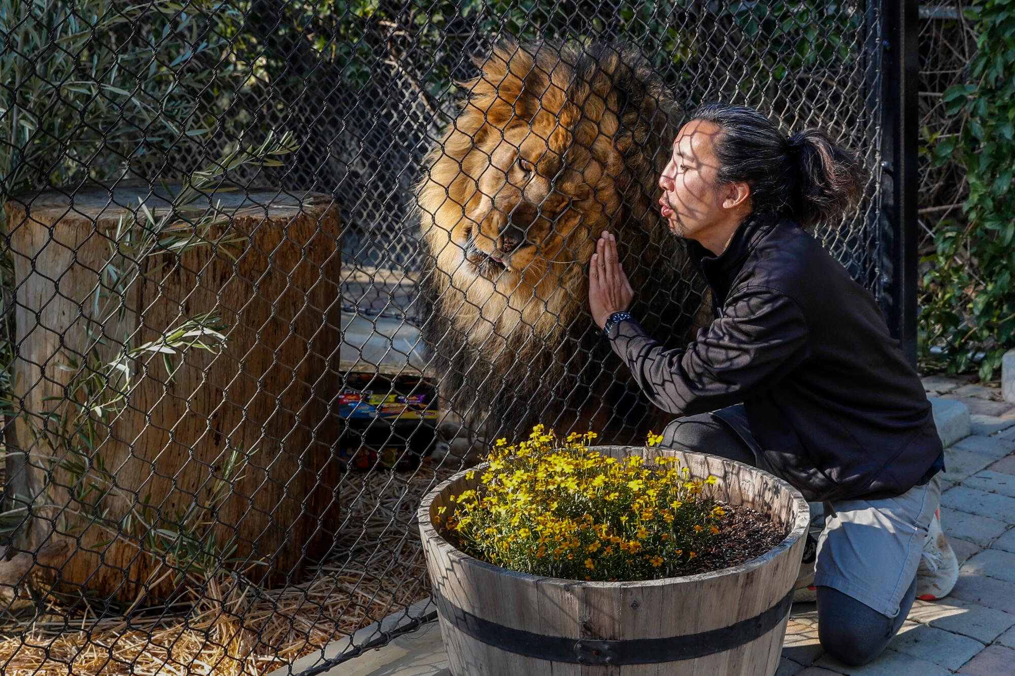 A lion rubs against a chain link fence where a woman kneels to interact with the animal. 