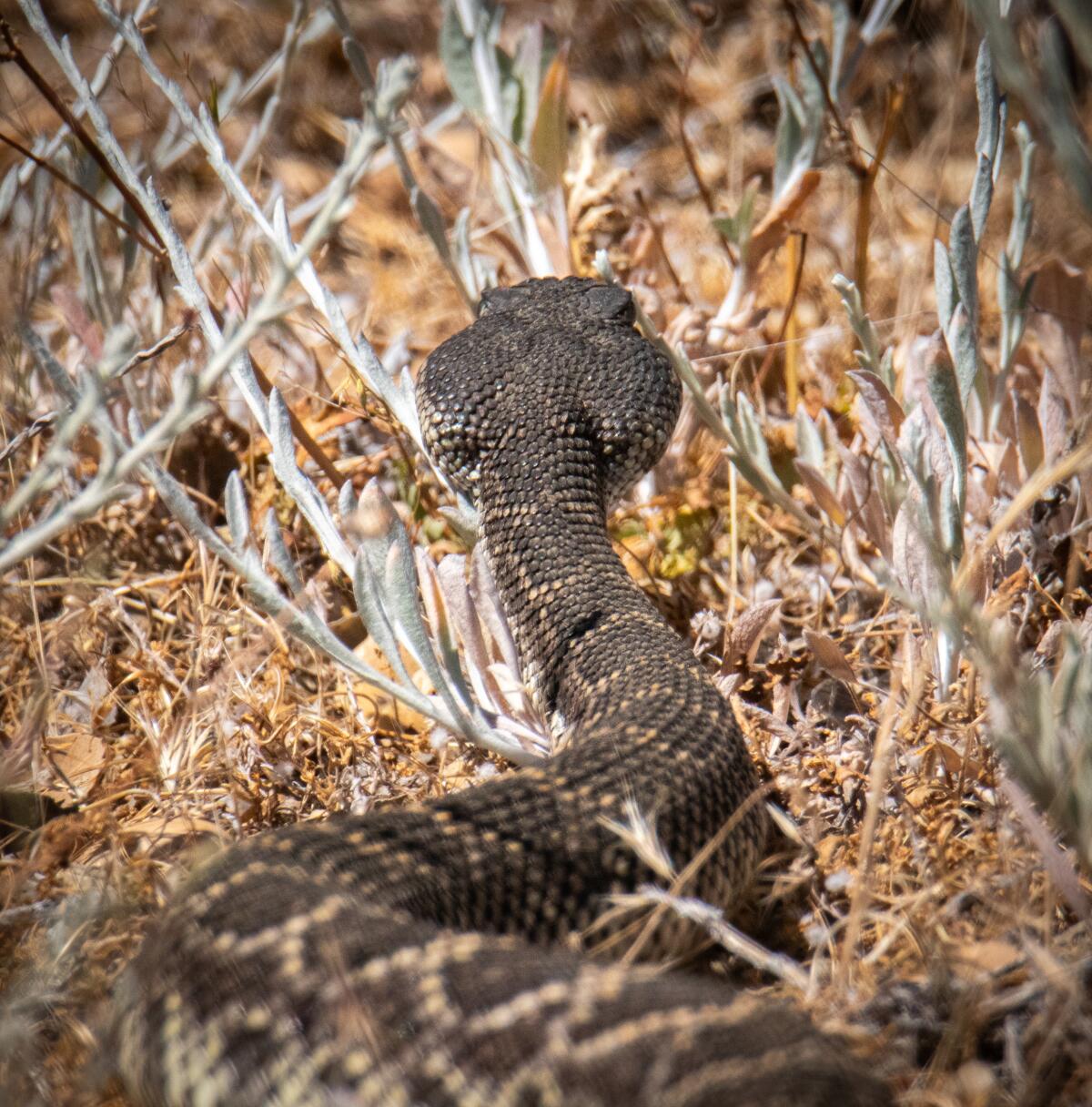 A Western Pacific rattlesnake.