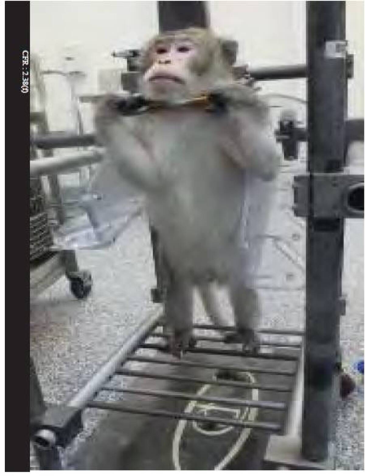 A research monkey like the one that died at the BTS Research laboratory in Sorrento Valley in 2018.