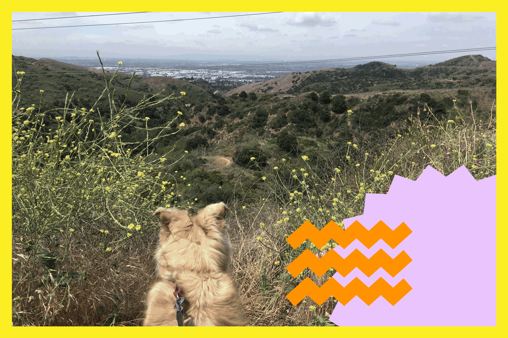 A dog enjoying the view from the trail.