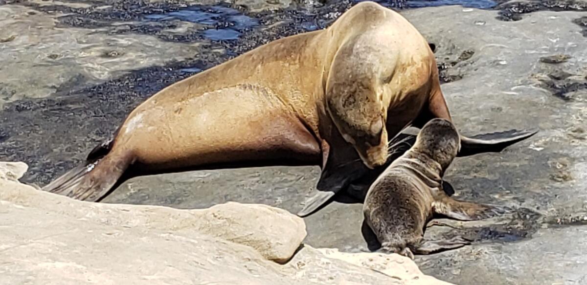 The La Jolla Cove Seals: 8 Things You Need to Know Before Visiting
