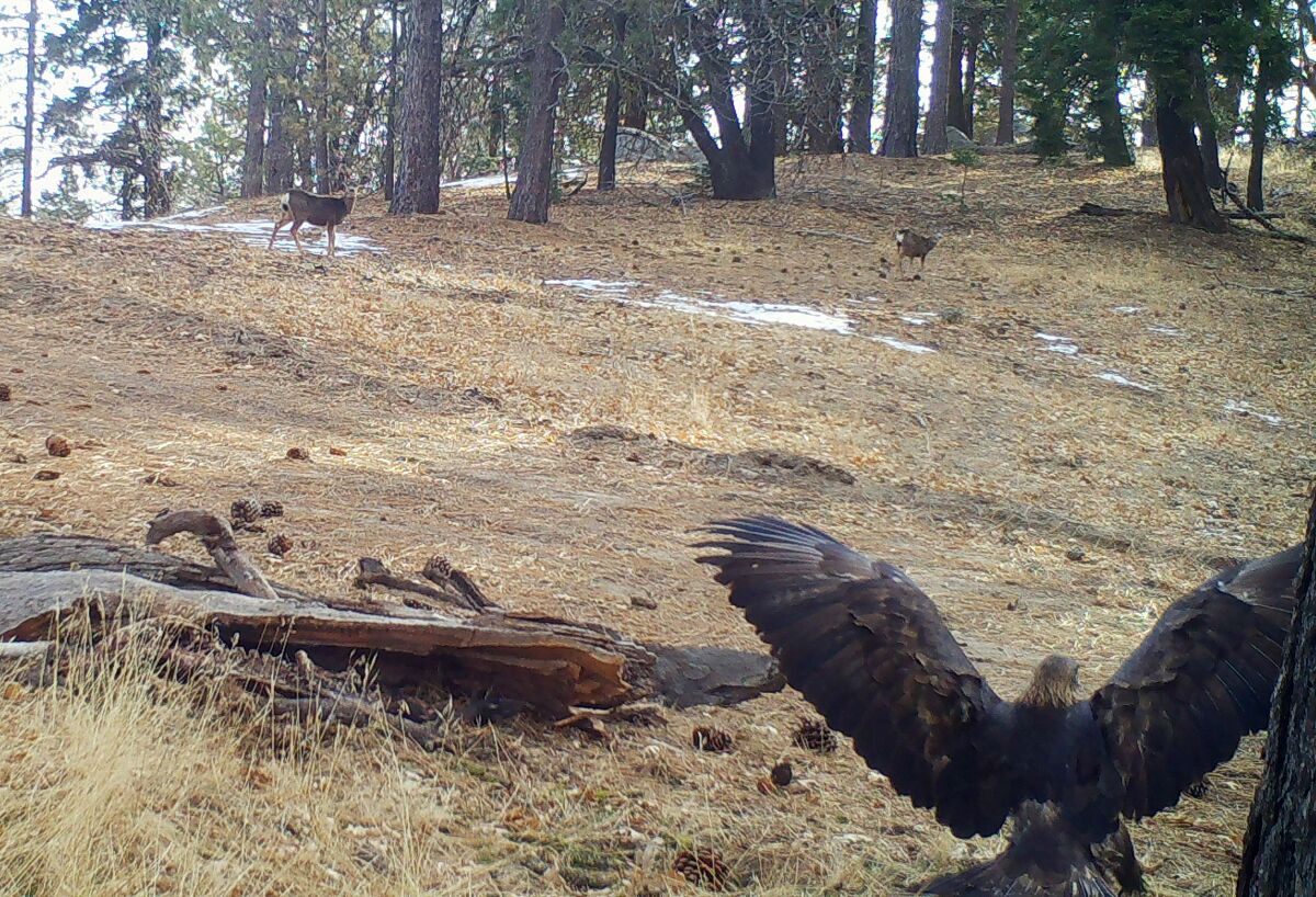 Photo of a golden eagle and a mule deer in the Randall Nature Preserve in the Tehachapi Mountains.