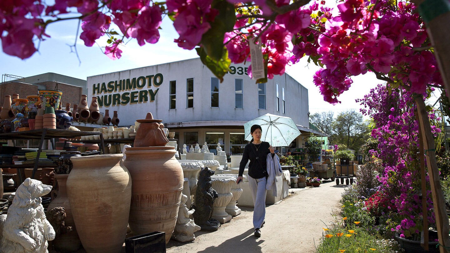 Hashimoto Nursery has been in the area for generations.