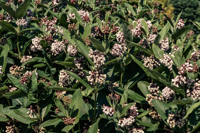 Showy Milkweed (Asclepias speciosa)