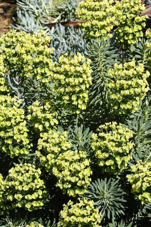 Euphorbia wulfenii is a bushy succulent that produces a profusion of tiny chartreuse flowers.