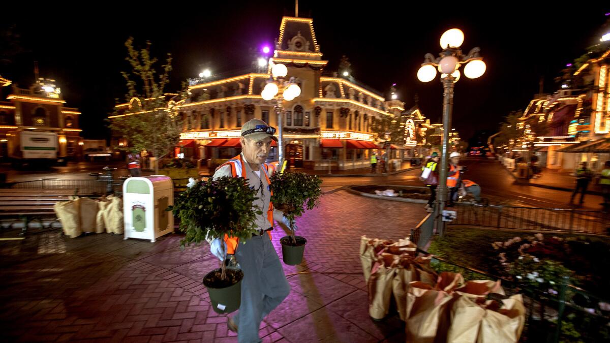 A worker rushes to get new topiary and Christmas flowers planted as others decorate Main Street U.S.A.