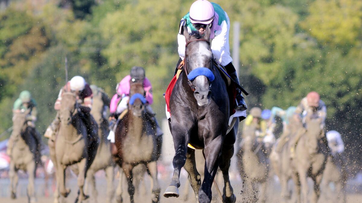 Arrogate, with Mike Smith aboard, wins the Travers Stakes by 13 1/2 lengths in 2016.